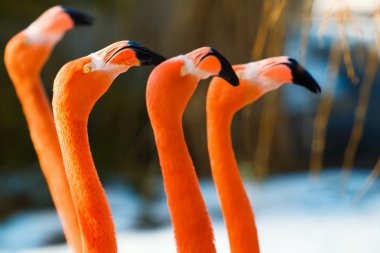 Red flamingo portrait from zoo clipart