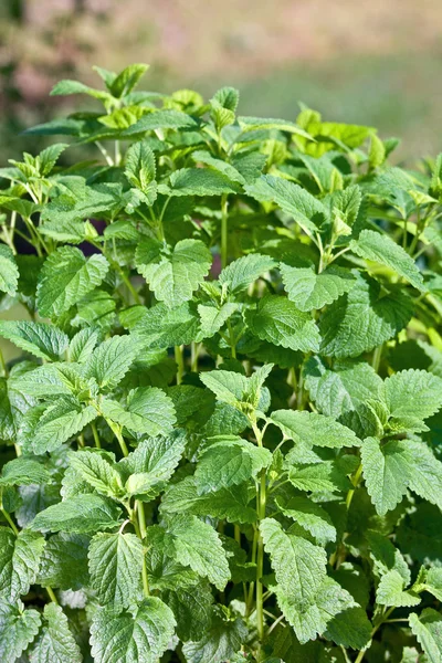 stock image Closeup fresh balm