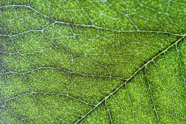 Green leaf background — Stock Photo, Image