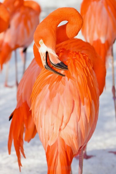 Red flamingo portrait from zoo