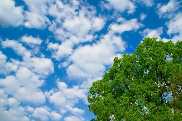 Lente boom en blauwe hemel — Stockfoto