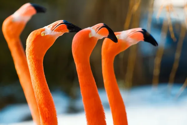 Retrato de flamingo vermelho do zoológico — Fotografia de Stock