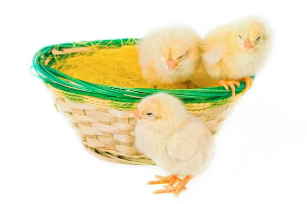 Grupo de divertidos pollos amarillos lindos — Foto de Stock