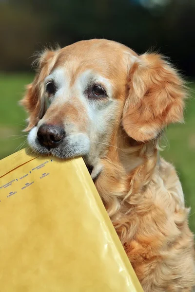 Golden retriever - assistant of mailman — Stock Photo, Image