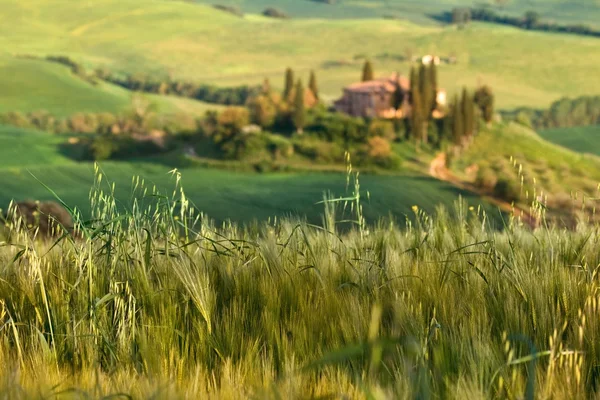 stock image Tuscany landscape - belvedere