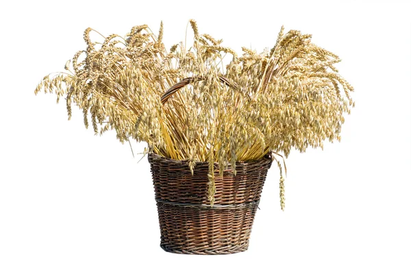 Cesta llena de trigo — Foto de Stock