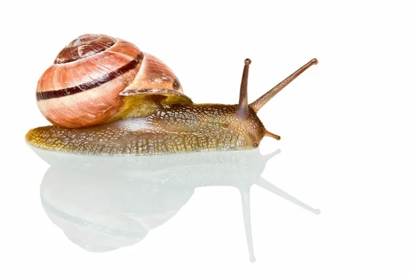 stock image Garden snail