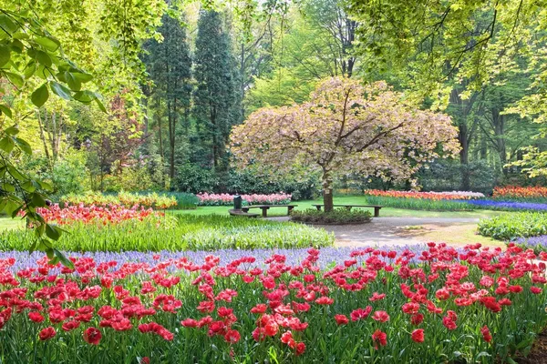 ベンチと花の美しさの木 — ストック写真