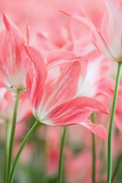 Spring blossom — Stock Photo, Image