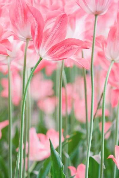 Flor da Primavera — Fotografia de Stock