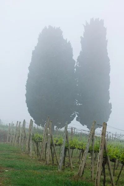 Weinberg der Toskana — Stockfoto