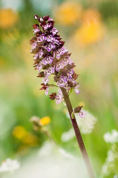 Маленькая орхидея — стоковое фото