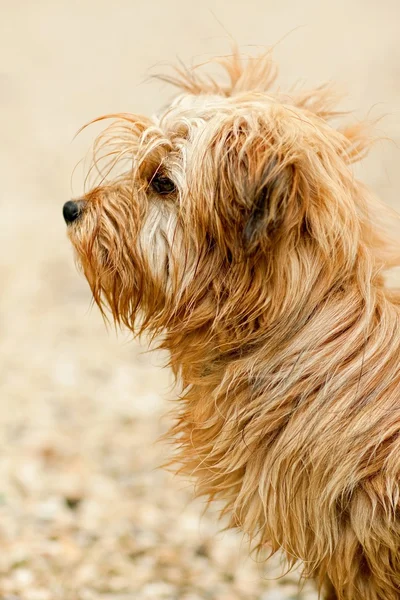 Cute small dog — Stock Photo, Image