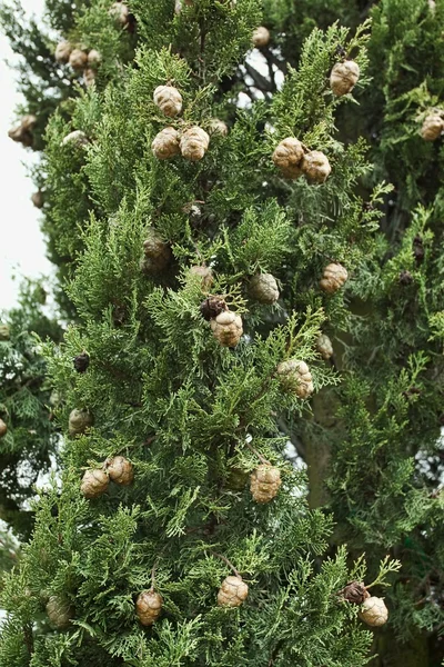 Cypress gren med kottar — Stockfoto