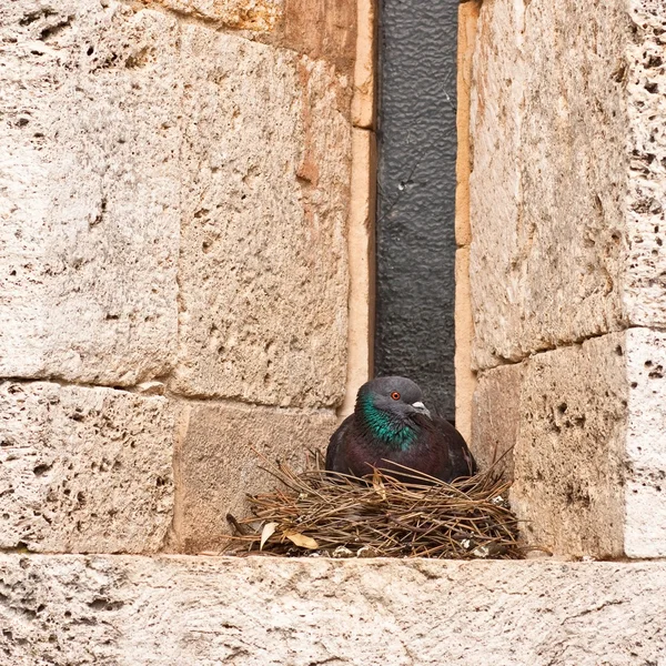 Родительский голубь сидит на гнезде — стоковое фото