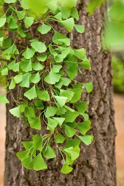 Detailní záběr na strom Ginkgo Biloba — Stock fotografie