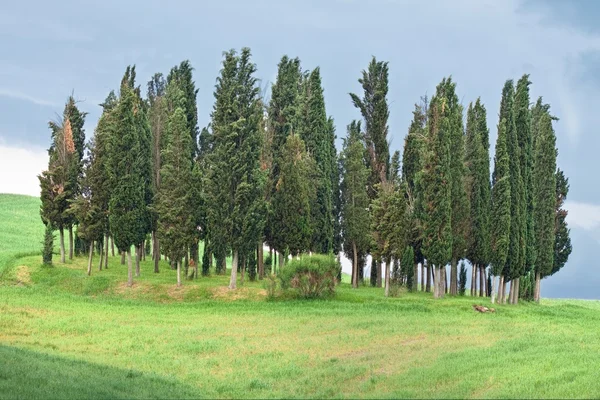 Beauty cypress grove — Stock Photo, Image