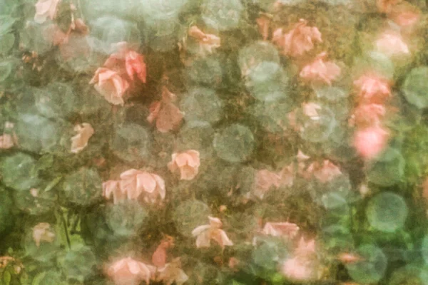 复古玫瑰背景 — 图库照片