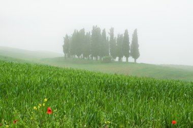 Cypress trres in fog in the Italian Tuscany clipart