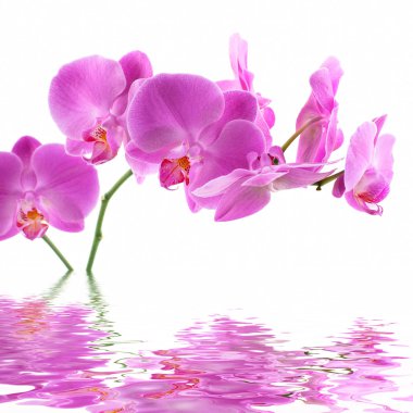 Pink Orchid clipart