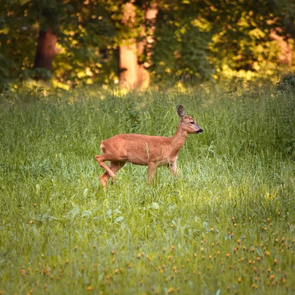 stock image Roe doe