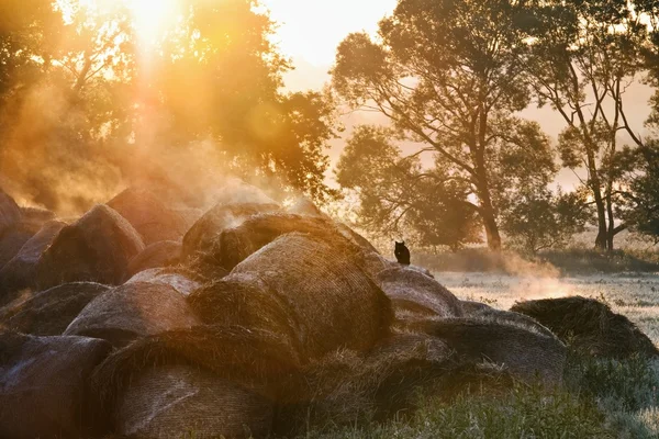 stock image Sunrise landscape and cat