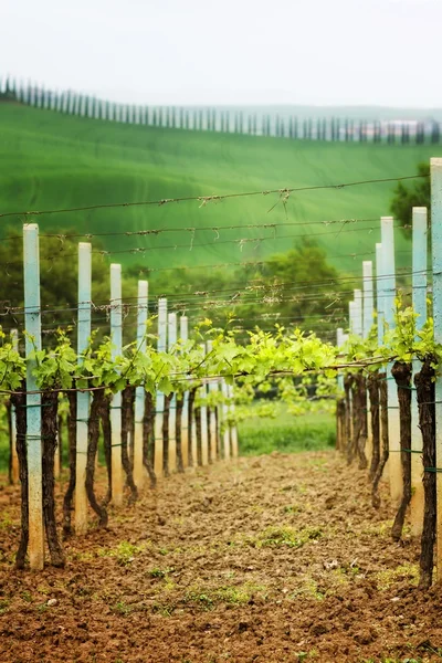 Krajobraz w Toskanii - Winnica — Zdjęcie stockowe