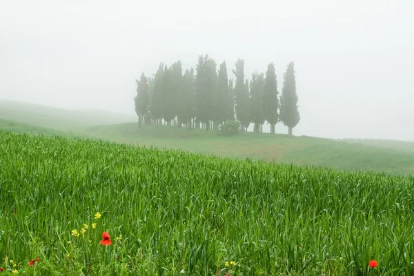 Trres de ciprés en la niebla en la Toscana italiana — Foto de Stock