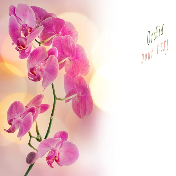 Красиві орхідеї — стокове фото