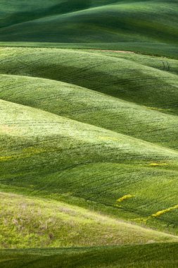 Hilly landscape of Tuscany clipart