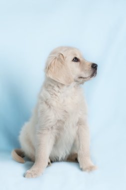 portre köpek - golden retriever