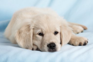 Portrait dog - golden retriever clipart