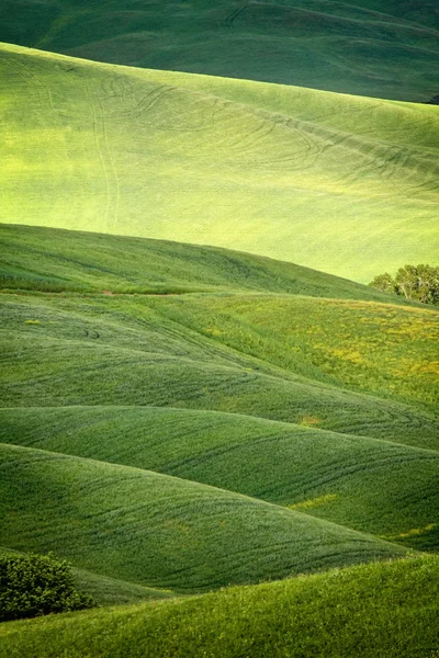 stock image Hilly landscape of Tuscany