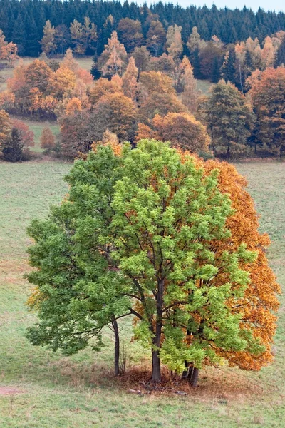 Vertical autumn landscape with trees — Stock Photo, Image