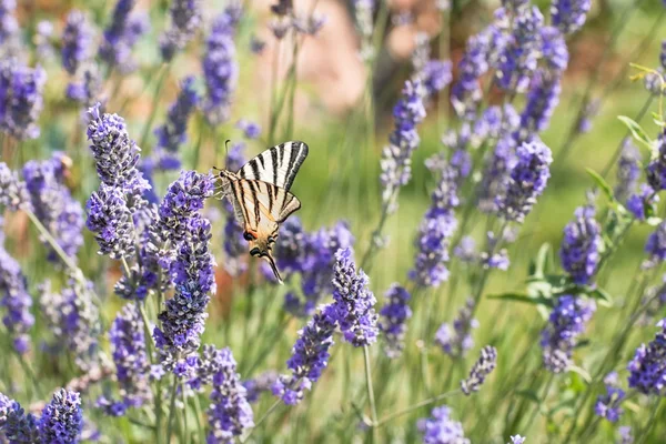 stock image Beautiful scented violet lavender field with butterfly