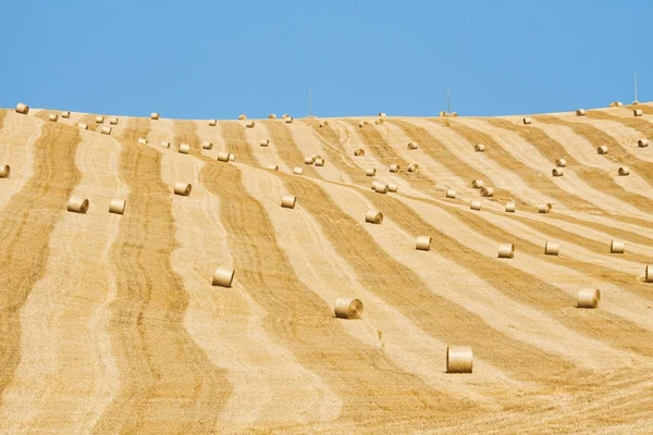 Golden hay bales — Stock Photo, Image