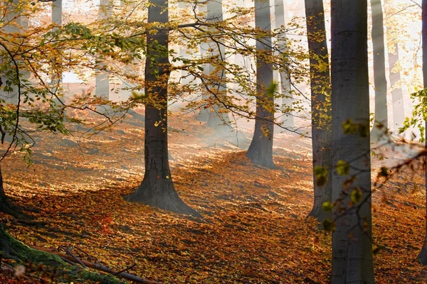 가을 숲 — 스톡 사진