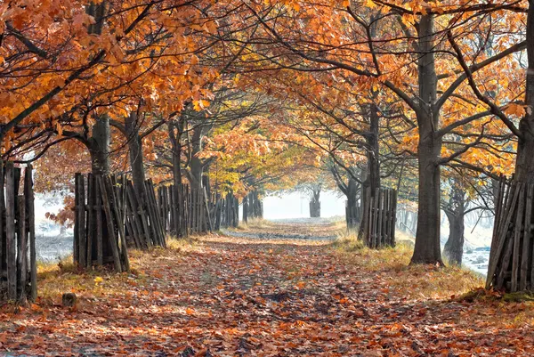 秋の路地 — ストック写真