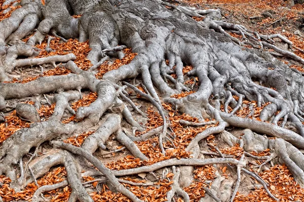 stock image Roots of a tree in fall colors