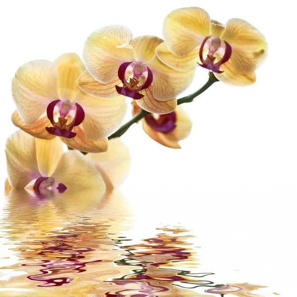 L gul orkidé — Stockfoto