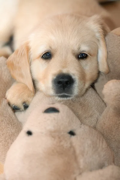 Funny small dog — Stock Photo, Image