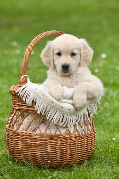 Kleine mooie puppy — Stockfoto