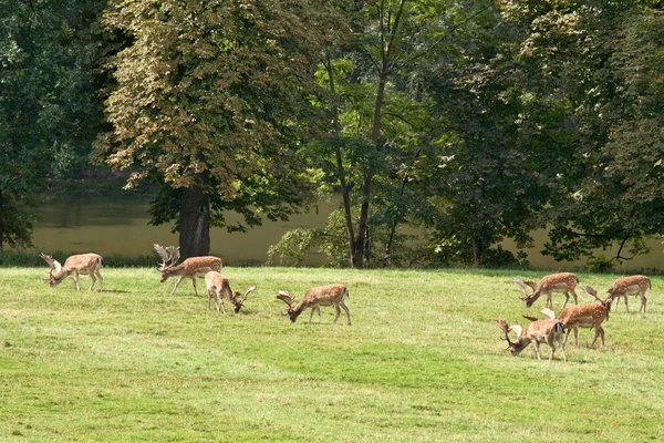 stock image A herd of fallow deer