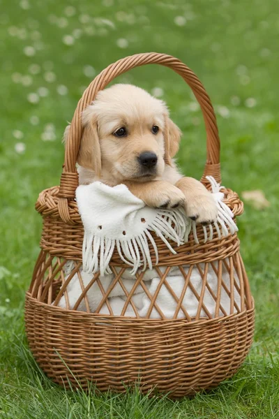 Küçük güzel köpek yavrusu — Stok fotoğraf