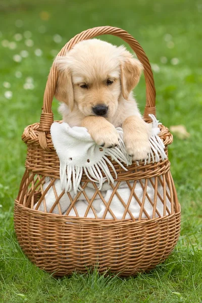 Malé krásné štěně — Stock fotografie