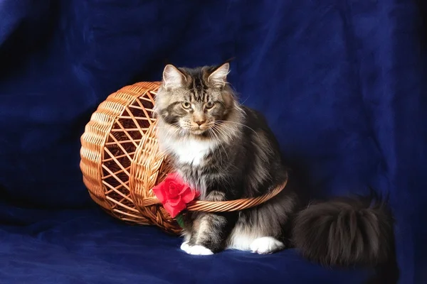 Vacker katt — Stockfoto