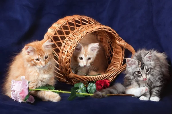 stock image Beautiful little kittens