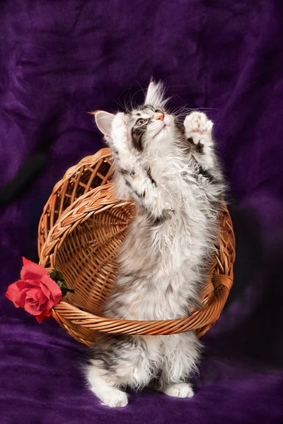 Beautiful little kittens — Stock Photo, Image