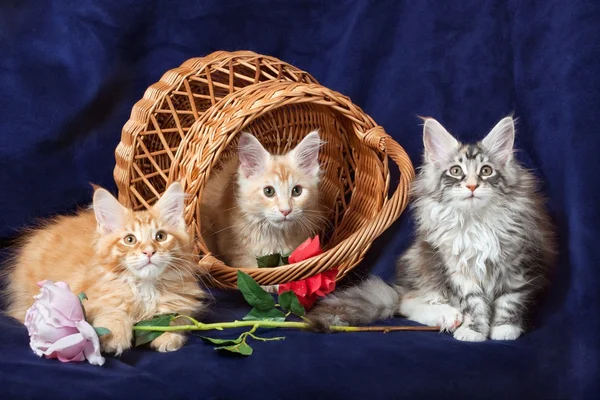 stock image Beautiful little kittens