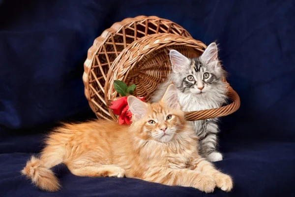 stock image Beautiful little kittens